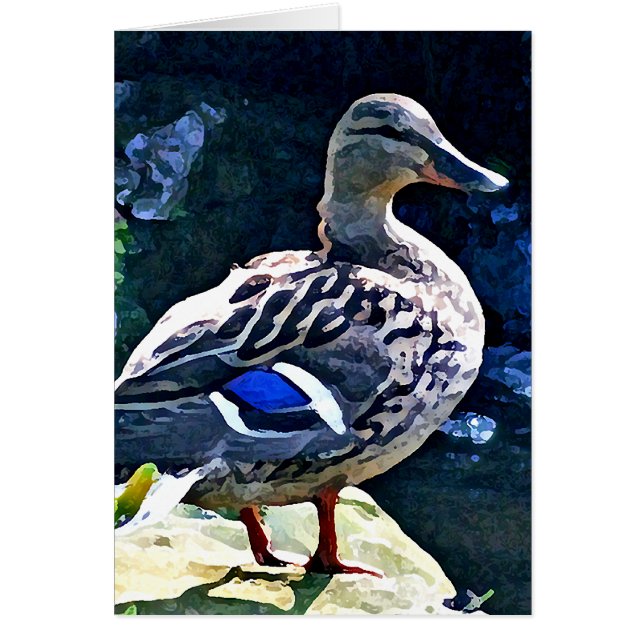 あなたの目を保っているメスのアヒル (正面)