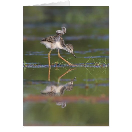 あなたの翼のベビー (正面)