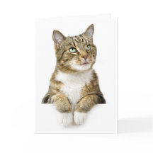 あなたの考えることは梳きます