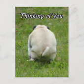 あなたの考えること行くパグ浴室 ポストカード (正面)