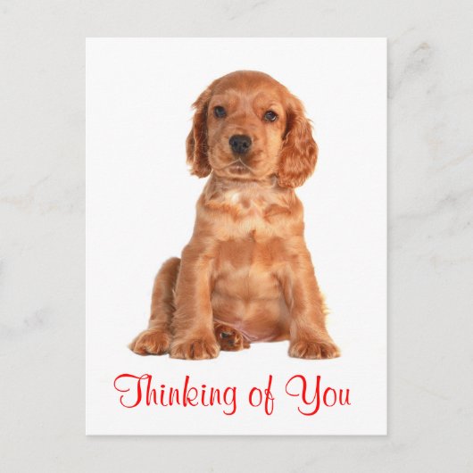 あなたの考えコッカースパニエル犬子犬はがき ポストカード (正面)