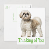 あなたの考えシーズー（犬）のTzu子犬はがき ポストカード (正面/裏面)