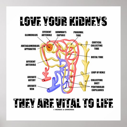 あなたの腎臓を愛する彼らは生命に不可欠である（ネフロン） ポスター (正面)