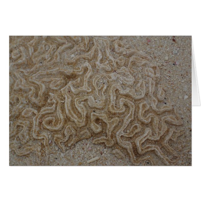 あなたの頭脳はどこにありますか。 (正面横)