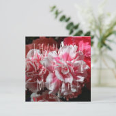 あなたはモモ! サンキューカード (スタンド正面)