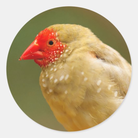 あなたは星だ！フィンチ ラウンドシール (正面)