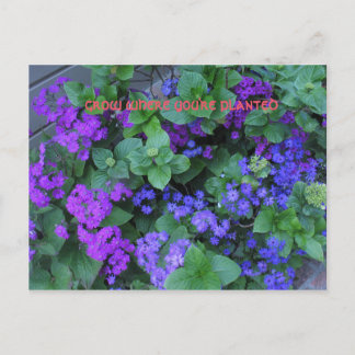 あなたは植えられた場所で育つ ポストカード