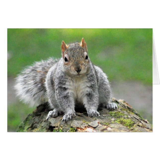 あなたは私に私は言ってリスの体の犬です (正面横)