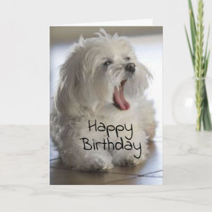 あなたは私の獣医お気に入りの**の**誕生日 カード