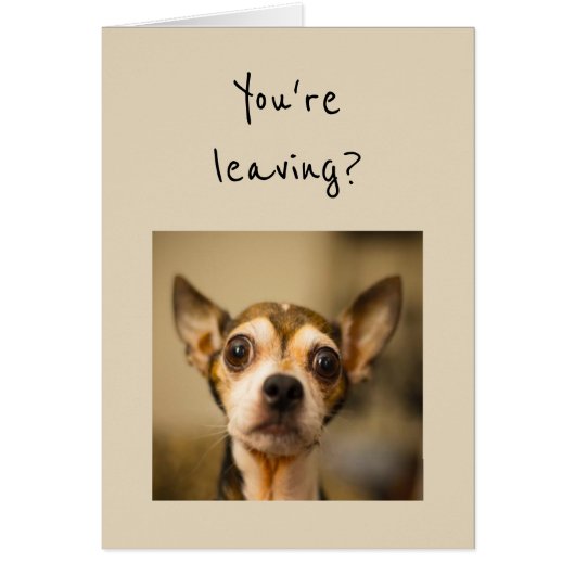 あなたは離れは？やめて！おもしろいチワフアドッグ (正面)