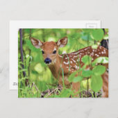 あなたは鹿 ポストカード (正面/裏面)