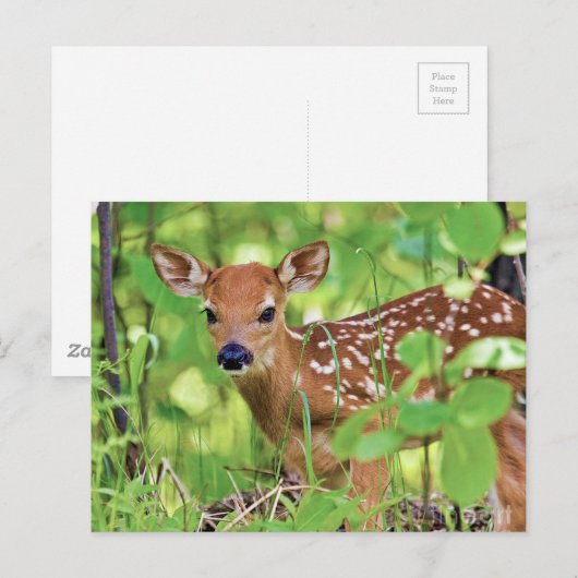 あなたは鹿 ポストカード (正面/裏面)