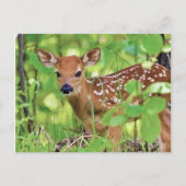 あなたは鹿 ポストカード (正面)