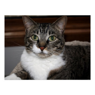 あなたまたはペット虎猫猫の顔の写真v2を見ている猫 ポスター