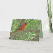 あなたを想いながら | 木の枝に止まるカーディナル カード (正面)