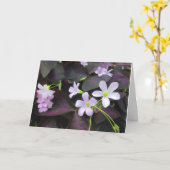 あなたを想って 紫のシャムロックの花 写真 カード (黄色い花)