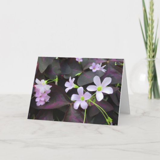 あなたを想って 紫のシャムロックの花 写真 カード (正面)