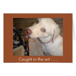 あなたを愛する行為に巻き込まれるイエロー・ラブラドール・レトリーバー