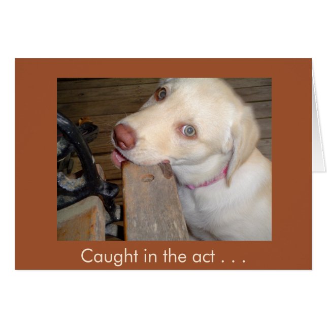 あなたを愛する行為に巻き込まれるイエロー・ラブラドール・レトリーバー (正面横)