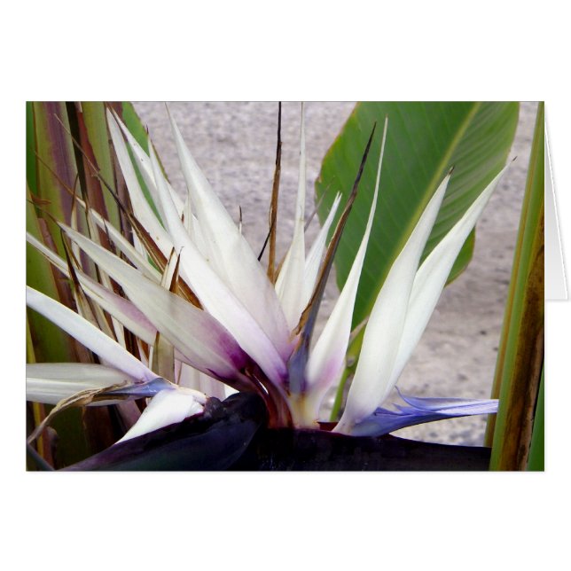 あなたを愛する_ (正面横)