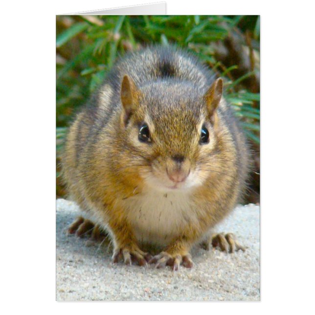 あなたを見つめるキュートなシマリス (正面)