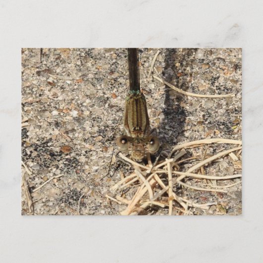 あなたを見て ポストカード (正面)