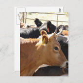 あなたモーに ポストカード (正面/裏面)