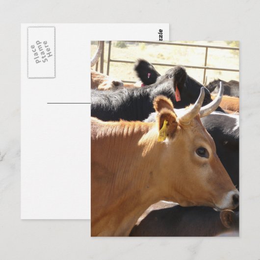 あなたモーに ポストカード (正面/裏面)