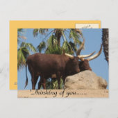 あなた考えのアフリカのワトゥシ牛 ポストカード (正面/裏面)