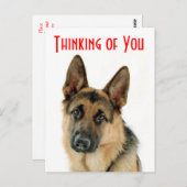 あなた考えのドイツの羊飼い犬はがき ポストカード (正面/裏面)