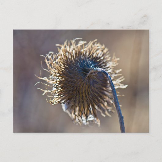 あなた考えるの ポストカード (正面)