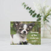 あなた考えチワワ ポストカード (スタンド正面)