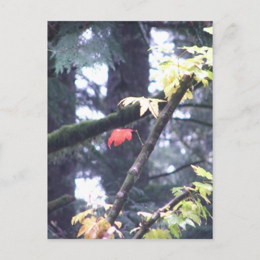 あなた自身があって下さい ポストカード (正面)