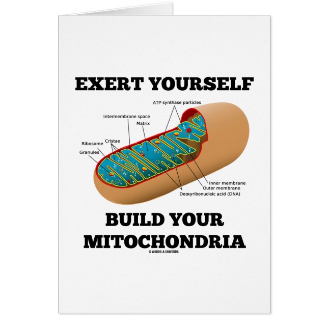 あなた自身を造りあなたのMitochondria出して下さい (正面)