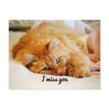 あな恋しく思た、甘いオレンジメーヌクーンキャット