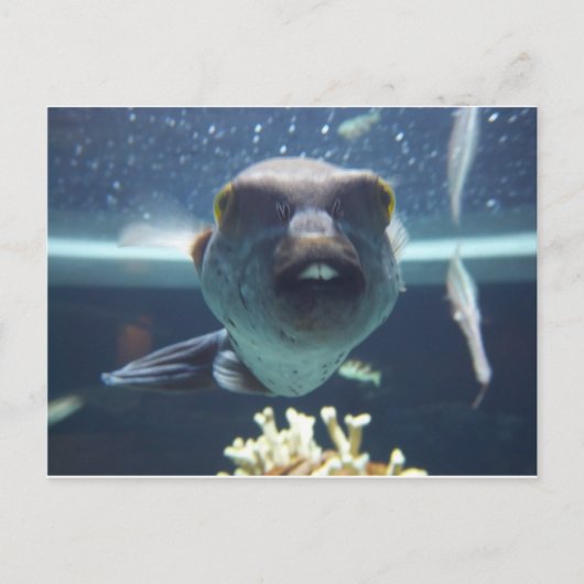 あのバックトゥースの魚 ポストカード (正面)