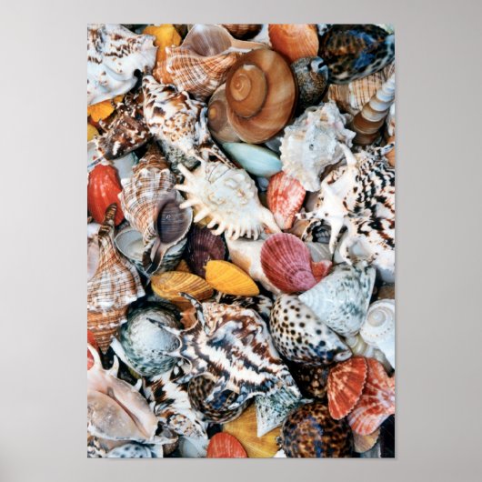 あの女は貝殻を売っている ポスター (正面)