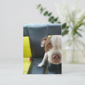 あほ ポストカード (スタンド正面)