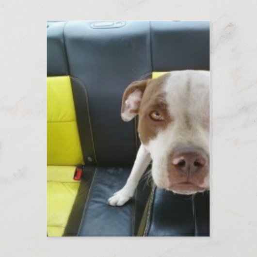 あほ ポストカード (正面)