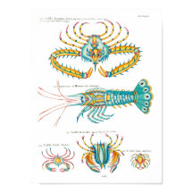 あらゆる背景にカニとエビ