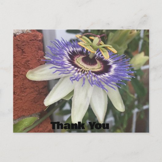 ありがとうの花のポストカード ポストカード (正面)