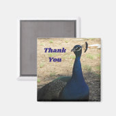 ありがとうオスの孔雀の写真鑑賞 マグネット (正面/裏面)