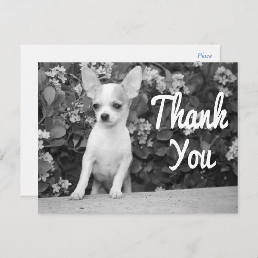ありがとうチワワ子犬はがき ポストカード (正面/裏面)