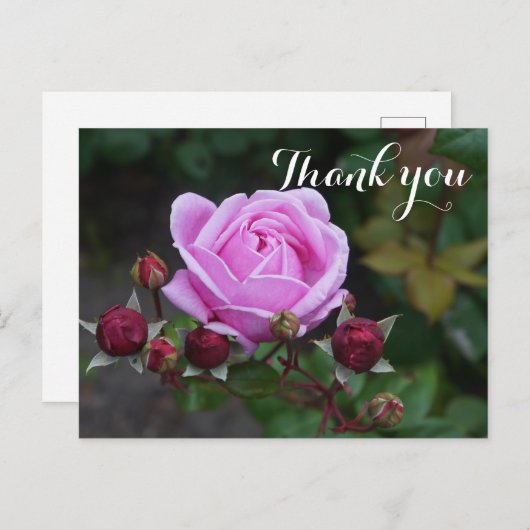 ありがとうビショップの城のバラ#1 ポストカード (正面/裏面)
