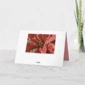 ありがとうピンクとクリームポインセティアス文字 サンキューカード (裏面)