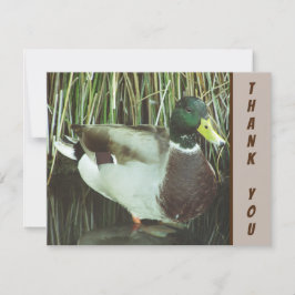 ありがとうマラードアヒル野鳥の感謝 カード