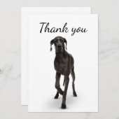 ありがとう偉大なドッグペット動物 サンキューカード (正面/裏面)