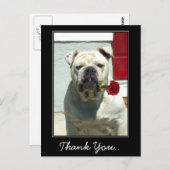 ありがとう白いブルドッグとバラ葉書 ポストカード (正面/裏面)