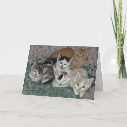 ありがとう/子猫 サンキューカード (正面)