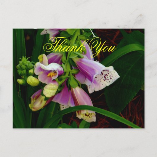 ありがとうDigitalis Purpurea花 ポストカード (正面)